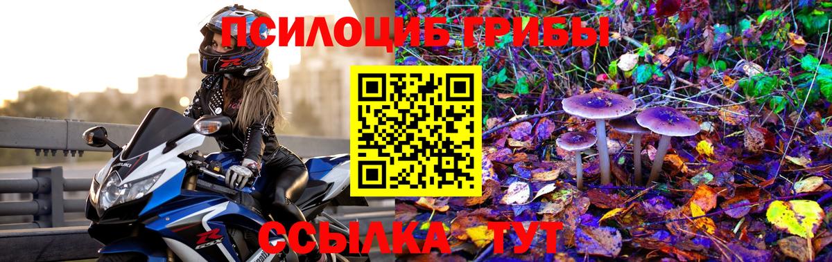 Галлюциногенные грибы Psilocybe Рославль
